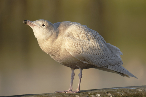 Glaucous Gull