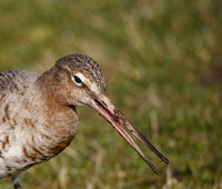 Black-tailed Godwit