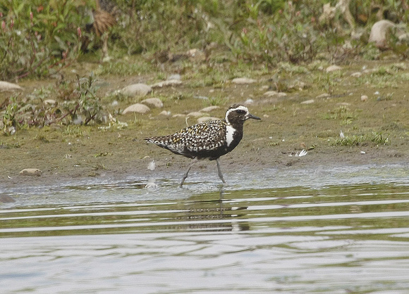 Pacific Golden Plover