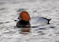 Pochard