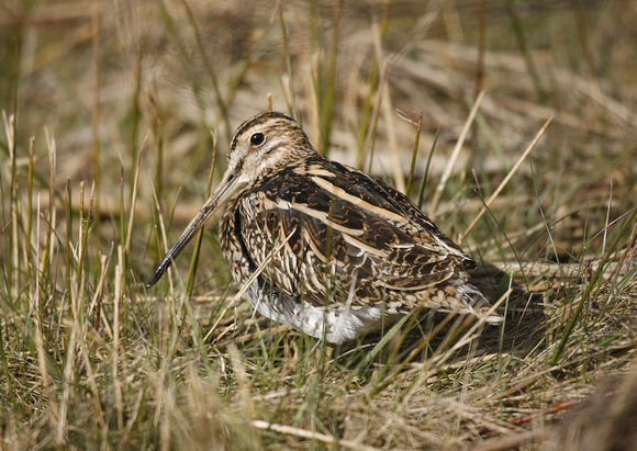 Common Snipe