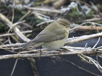 Chiffchaff