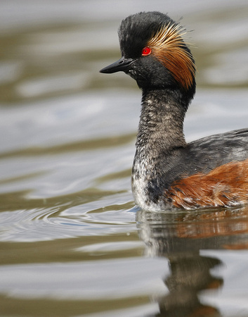 Black-necked Grebe