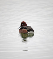 Ferruginous Duck