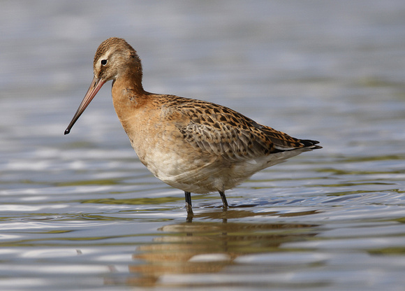 Black-tailed Godwit
