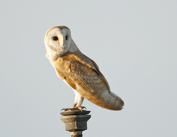 Barn Owl