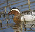 Garganey