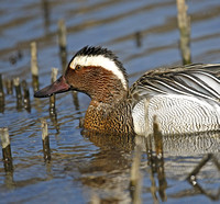 Garganey