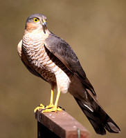 Sparrowhawk