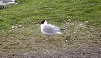 Bonaparte's Gull