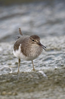 Common Sandpiper