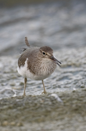 Common Sandpiper