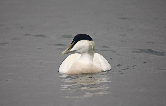 Eider