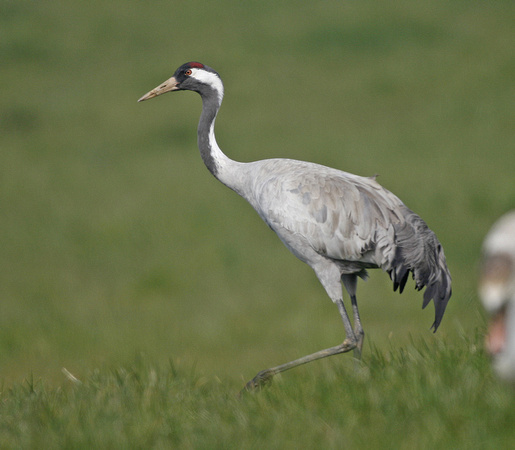 Common Crane
