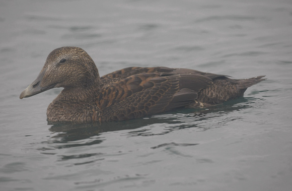 Eider