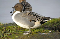 Pintail