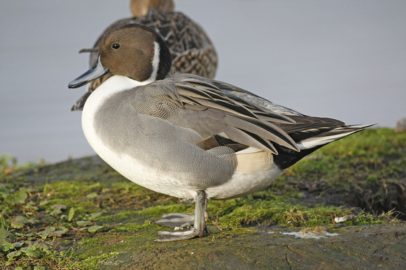 Pintail