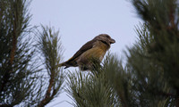 Parrot Crossbill