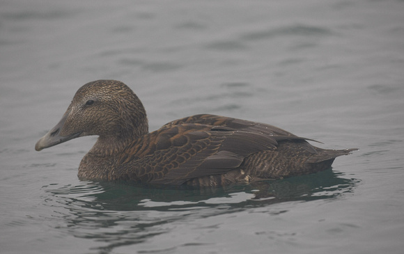 Eider