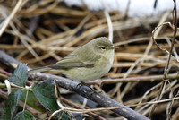 Common Chiffchaff