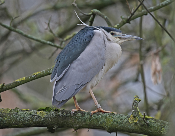 Night Heron