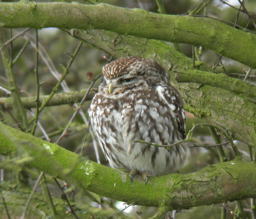 Little Owl