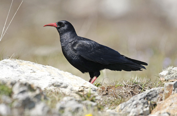 Chough
