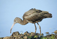 Glossy Ibis 2014