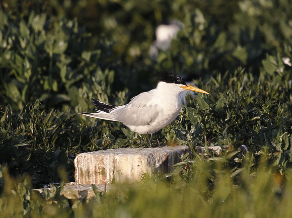 Elegant Tern