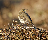 American Buff-bellied Pipit 2014