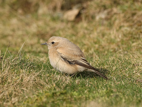 Desert Wheatear