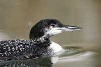 Great Northern Diver 2013