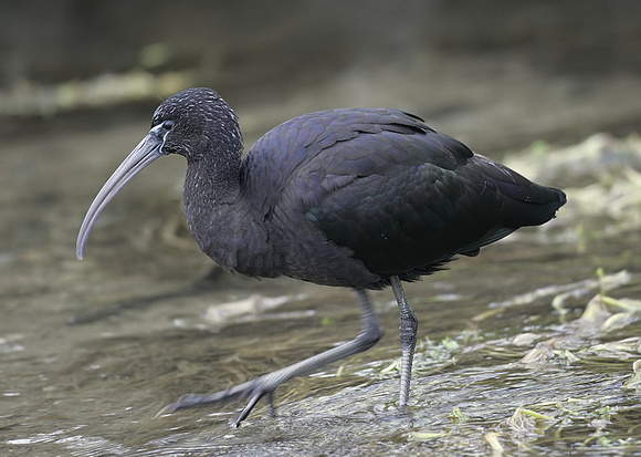 Glossy Ibis