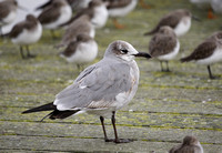 Laughing Gull