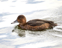 Ferruginous Duck