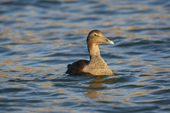 Common Eider