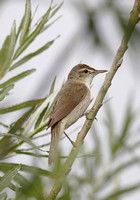 Blyth's Reed Warbler