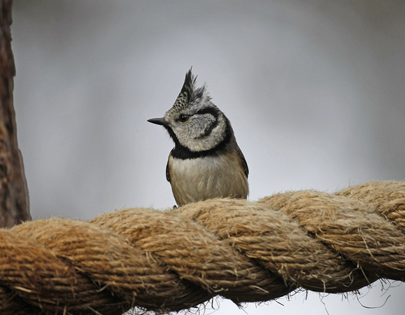 Crested Tit
