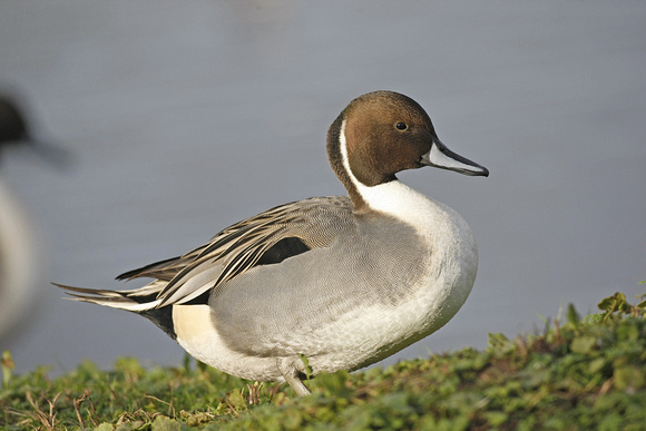 Pintail