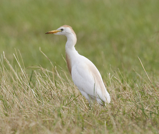 Cattle Egret