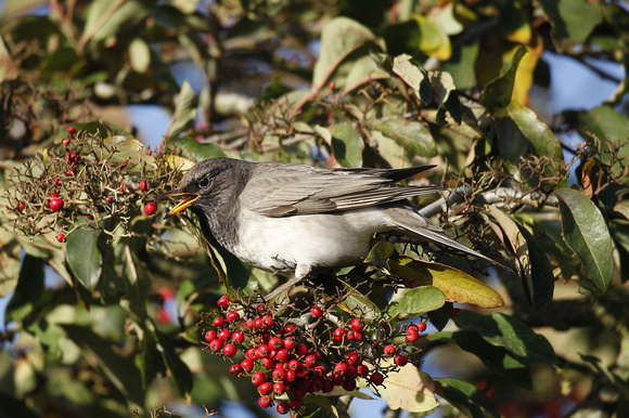 Black-throated Thrush