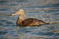 Common Eider