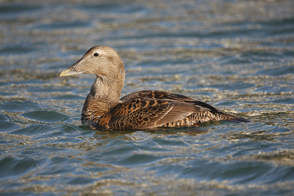 Common Eider