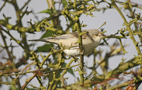Barred Warbler