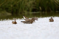 Black-tailed Godwit