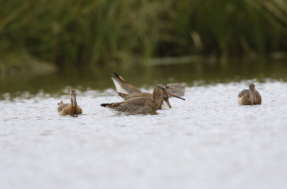 Black-tailed Godwit