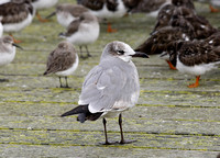 Laughing Gull