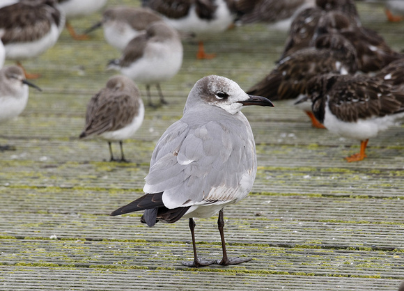 Laughing Gull