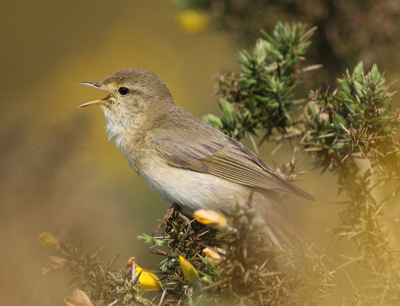 Willow Warbler