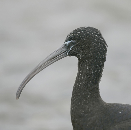 Glossy Ibis